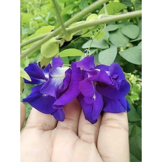 เมล็ดพันธุ์อัญชันเทพรัตน์5 กลีบ 100 เมล็ด49 บาท