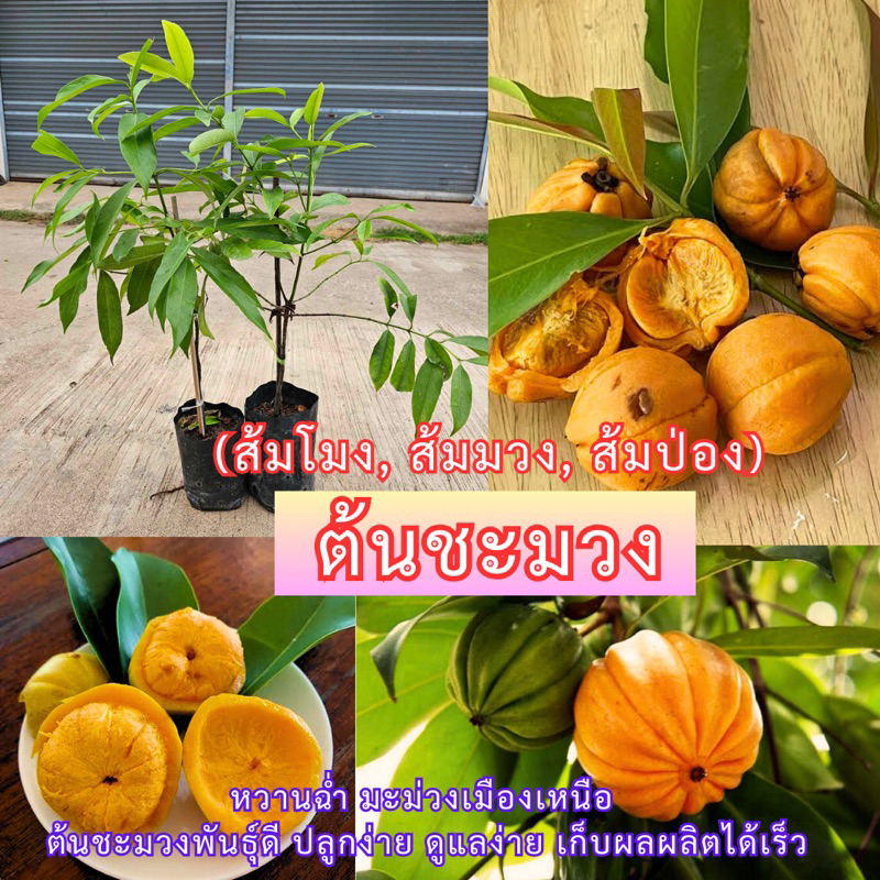 #ต้นชะมวง สูงราว 50 เซน ใบมีรสเปรี้ยวไว้ทำกับข้าวยอดอ่อนต้มแกงก็อร่อย  ลูกสุกสีเหลืองส้มมีรสเปรี้ยวอมหวานทานเป็นผลไม้