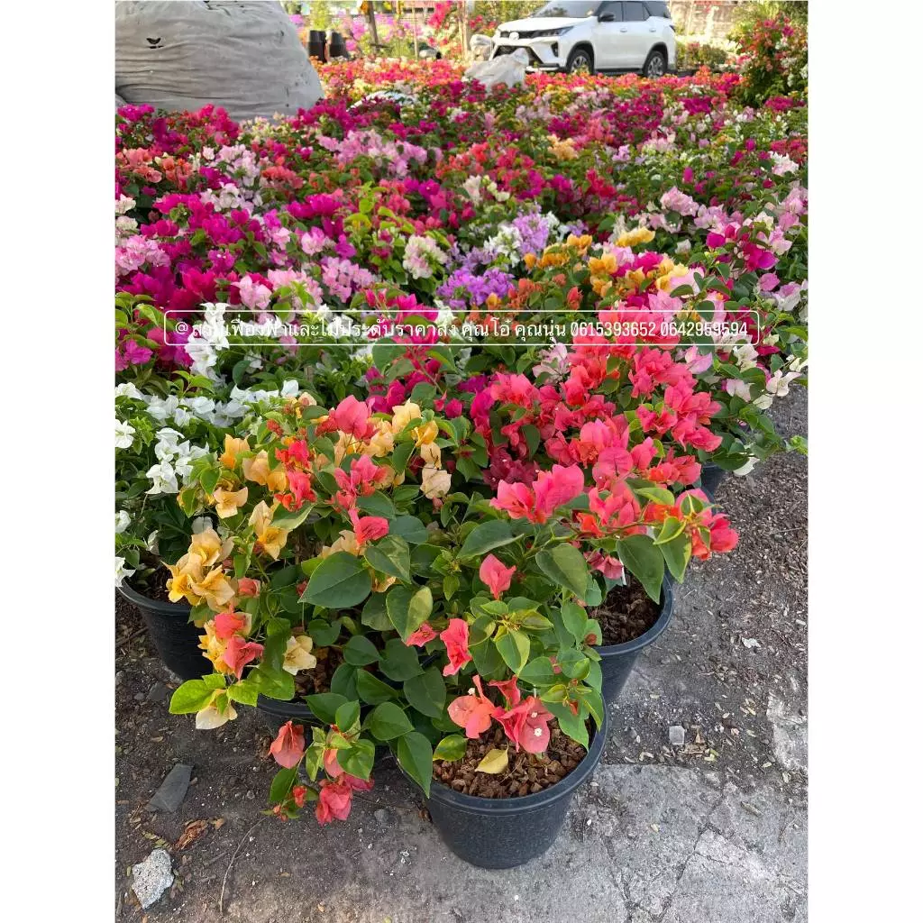 ต้นเฟื่องฟ้า ดอกเฟื่องฟ้า ถุงดำ 4นิ้ว ความสูง 30-40 ซม. ทนแดด ออกดอกง่าย #Bougainvillea