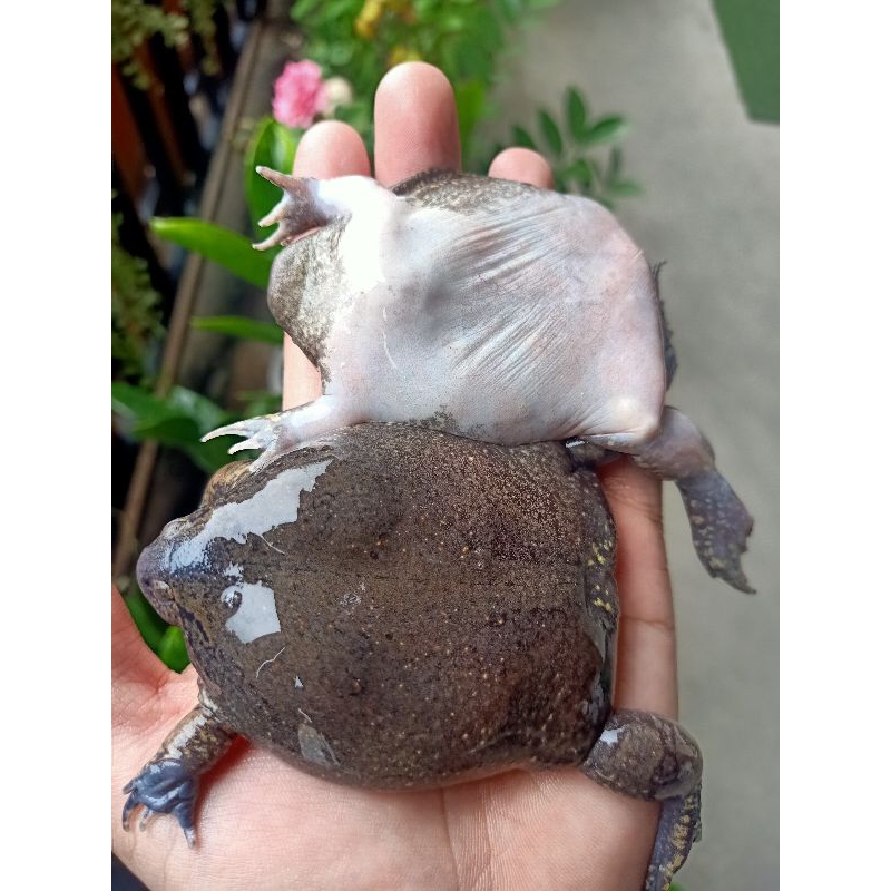 🐸อึ่งไข่ล้วน  กล่องละ 500กรัม มี4-8ตัว เป็นอึ่งสดๆเก็บรักษาแบบแช่แข็ง(อาจมีบางตัวที่ไม่มีไข่ได้นะครับ)