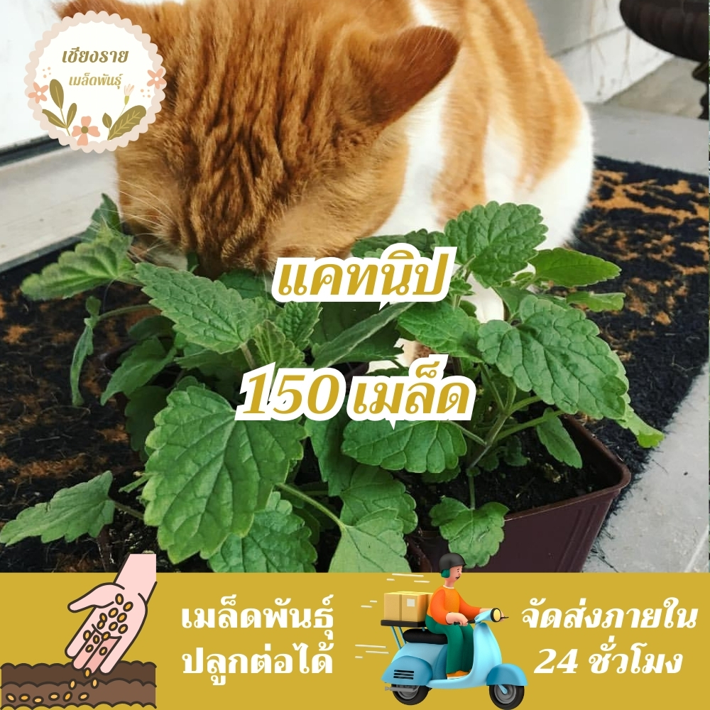 เมล็ดพันธุ์ แคทนิป ตำแยแมว 150 เมล็ด Catnip Seed เมล็ดพันธุ์แท้100%นำเข้าจากต่างประเทศ ปลูกผัก สวน ตำแยแมว ต้นแคทนิป