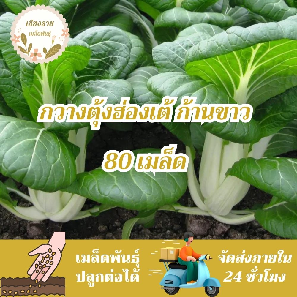 เมล็ดพันธุ์ กวางตุ้งฮ่องเต้ก้านขาว 80 เมล็ด Canton Pak Choi Seed เมล็ดพันธุ์แท้100% นำเข้าจากต่างประเทศ กวางตุ้ง ถูกดี