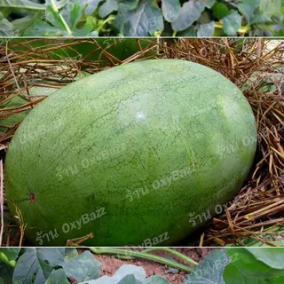 เมล็ดพันธุ์แตงโมจักรพรรดิ์ 50 เมล็ด เมล็ดแตงโมผลรี ผิวลาย เนื้อแดง ลูกใหญ่