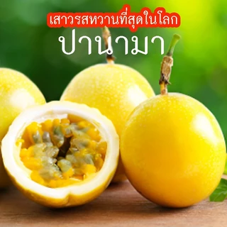 เสาวรสหวานที่สุดในโลก📌ปานามาโกลเด้น📌10แถม1!!🎯ถูกที่สุด10บ.🎯เมล็ดพันธุ์เสาวรสปานามาโกลเด้น 10-60 เมล็ด💕หวานจัด🌱ทนร้อน