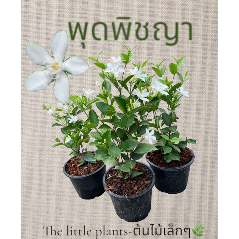 🌿TLP พุดพิ​ชญา​ ต้นพุดพิ​ชญา​ติดดอกทุกต้น ดอกไม้สีขาว