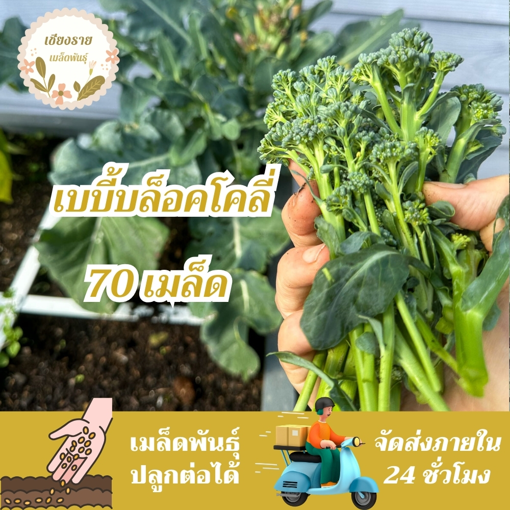 เมล็ดพันธุ์ เบบี้บล็อคโคลี่ 70เมล็ด Green Sprouting Broccoli เมล็ดพันธุ์แท้100% นำเข้าจากต่างประเทศ ปลูกผัก สวนครัว ถูก