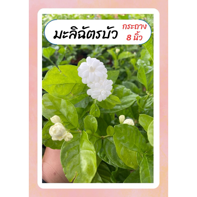 มะลิฉัตรบัว ฉัตรดอกบัว มะลิโบราณ หอมมาก ทนแดด ออกดอกทั้งปี กระถาง8นิ้ว