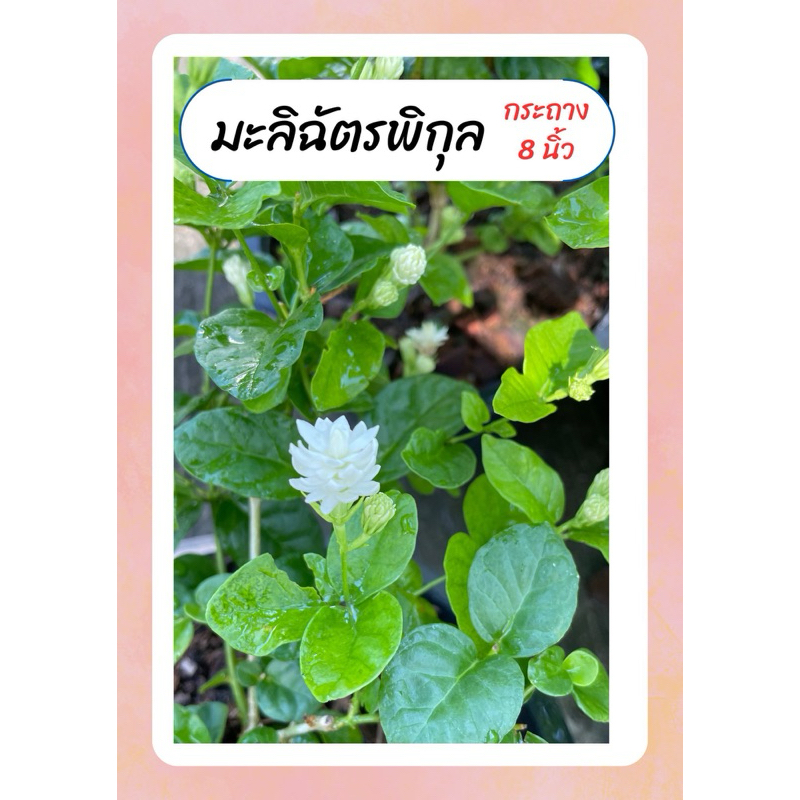มะลิฉัตรพิกุล มะลิโบราณ หอมมาก ทนแดด ออกดอกทั้งปี กระถาง8นิ้ว