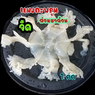เเมงกระพรุนจืด (ขาล้วน) ลวกทานได้เลย น้ำหนักเต็มกิโล (เเพ็ค1กก)