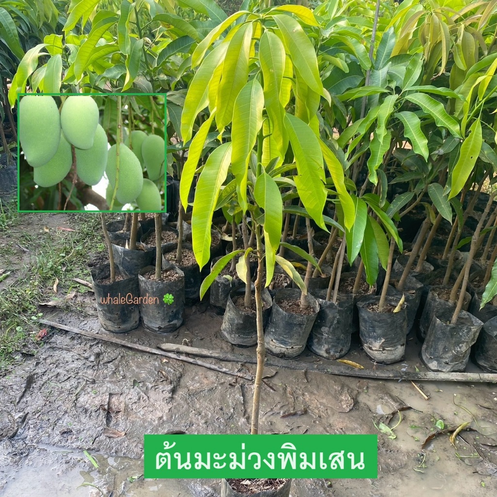 ต้นมะม่วง มะม่วง พันธุ์มะม่วงพิมเสน เสียบยอด รับประกันพันธุ์แท้ ให้ผลไวภายใน1ปี