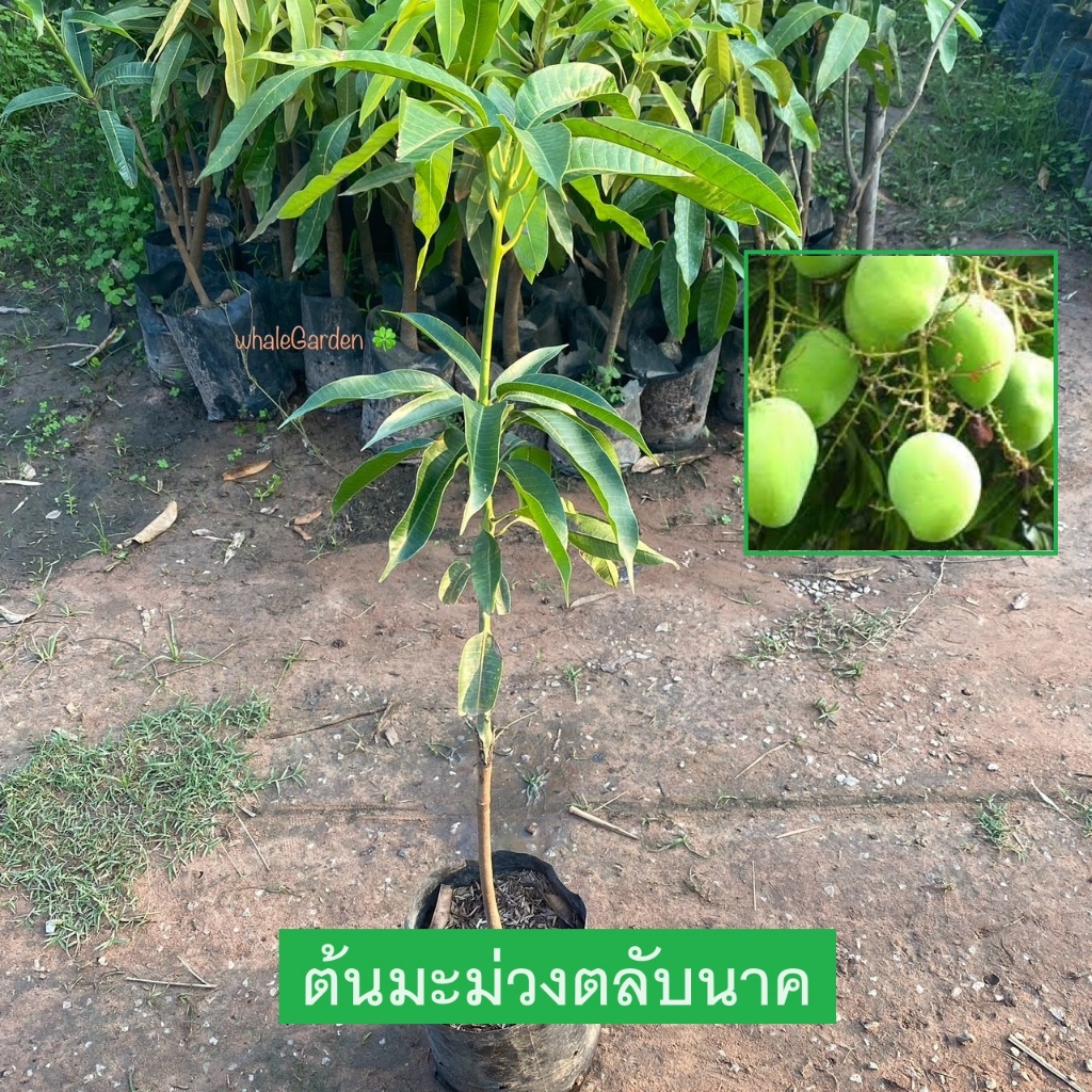 ต้นมะม่วง มะม่วง พันธุ์มะม่วงตลับนาค เสียบยอด รับประกันพันธุ์แท้ ให้ผลไวภายใน1ปี