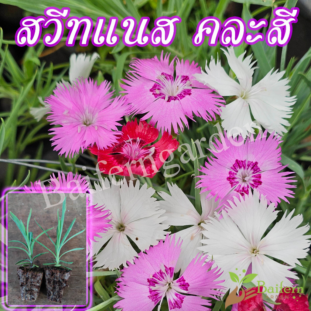 ต้นกล้าดอกบีโกเนีย ซีเนเตอร์-แอมบาสเดอร์  คละสี ดอกไม้กินได้ รากเยอะพร้อมปลูกออกดอกตลอดทั้งปี