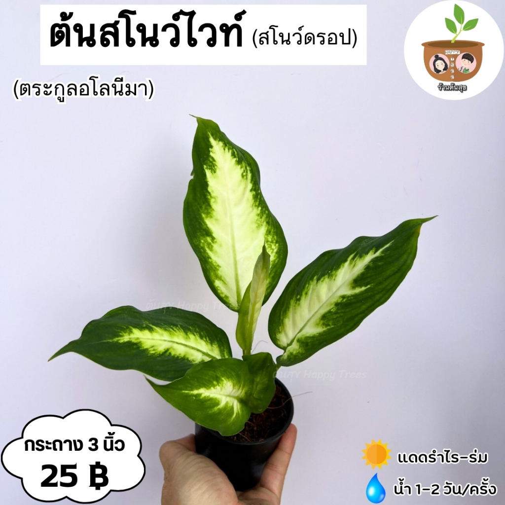 ต้นสโนว์ไวท์ จัดส่ง 2 ต้นขึ้นไป คละแบบได้