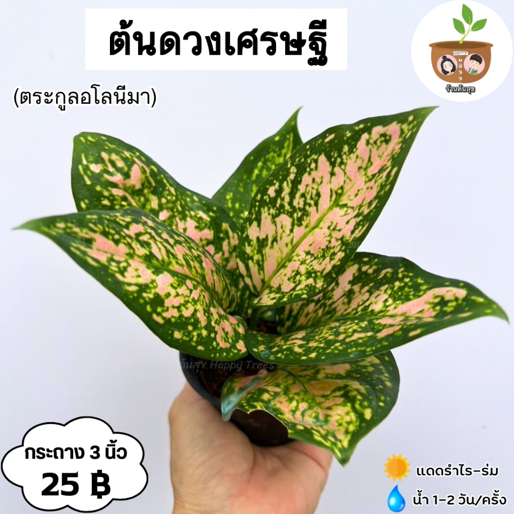 ต้นดวงเศรษฐี จัดส่ง 2 ต้นขึ้นไป คละแบบได้