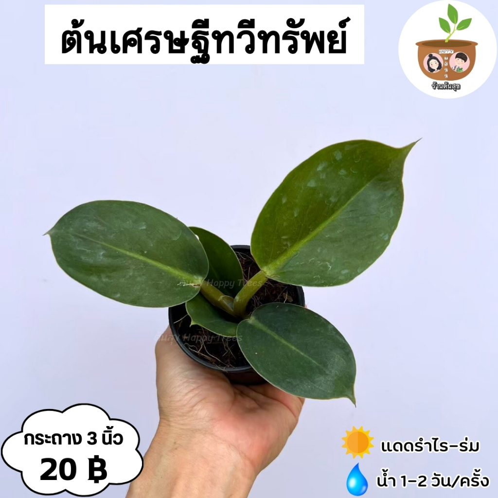 ต้นเศรษฐีทวีทรัพย์ จัดส่ง 2 ต้นขึ้นไป คละแบบได้