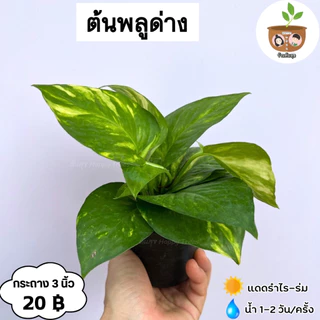 ต้นพลูด่าง จัดส่ง 2 ต้นขึ้นไป คละแบบได้ *กรุณาอ่านก่อนสั่งซื้อ
