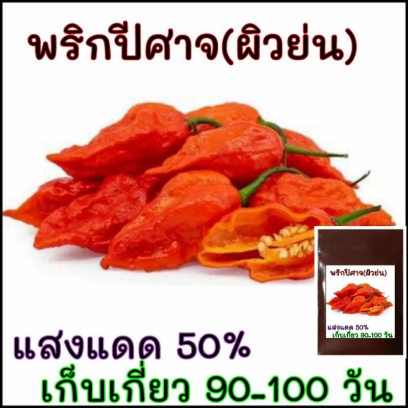 10 เมล็ด พริกผิวย่น(ปีศาจ)บุตโจโลเกีย (bhut jolokia) พริกปีศาจ