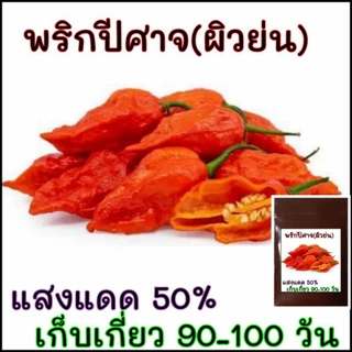 10 เมล็ด พริกผิวย่น(ปีศาจ)บุตโจโลเกีย (bhut jolokia) พริกปีศาจ