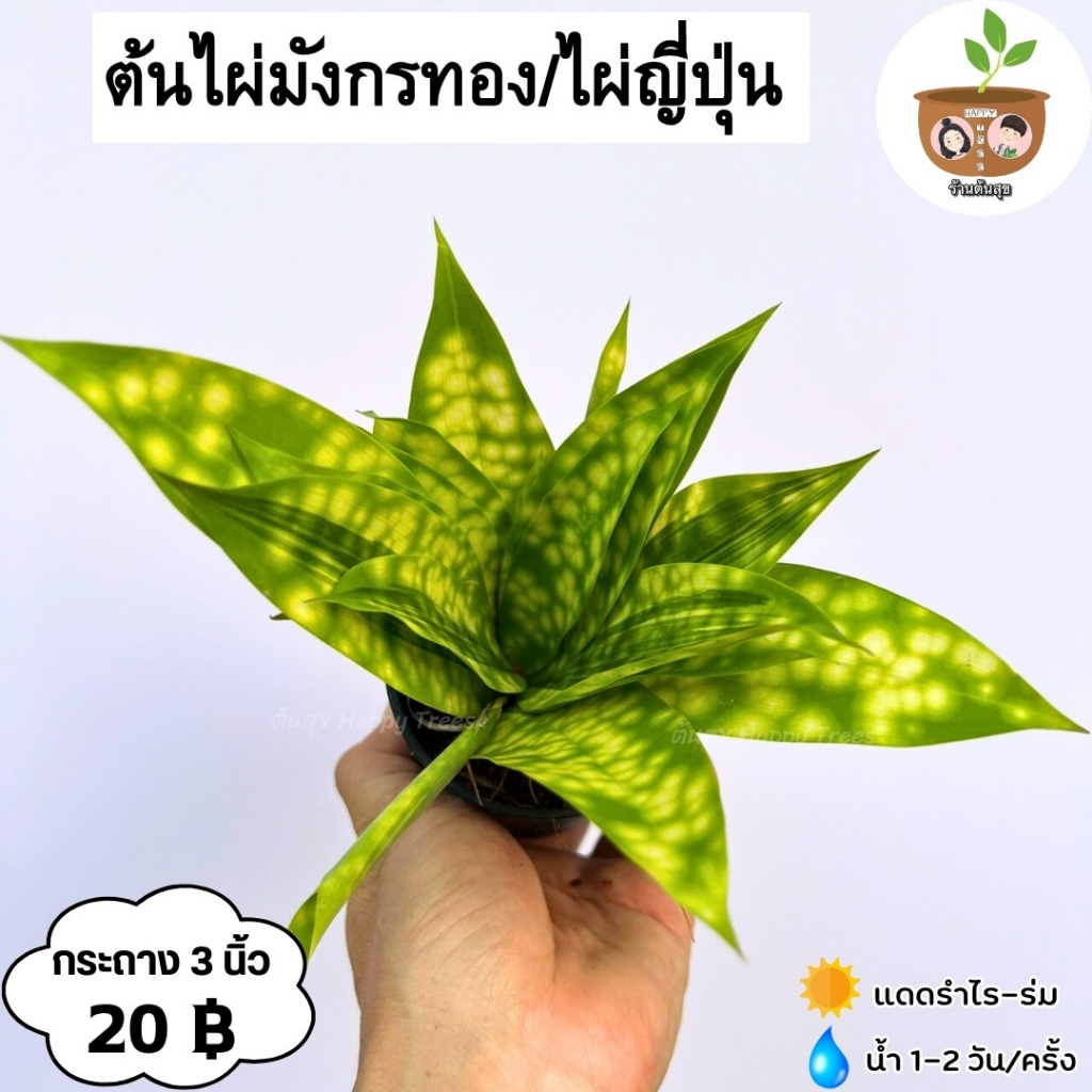ต้นไผ่ญี่ปุ่น หรือไผ่มังกรทอง จัดส่ง 2 ต้นขึ้นไป คละแบบได้