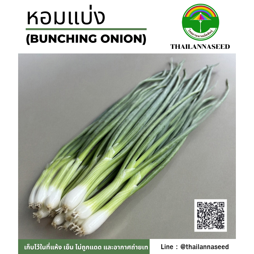 เมล็ดพันธุ์ผักสวนครัว หอมแบ่ง ( ขนาด 0.5 กรัม ) รหัสสินค้า 6041