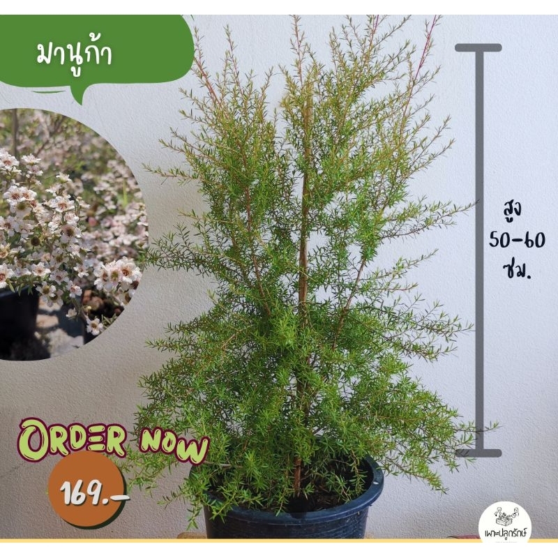 ต้นมานูก้า #ดอกสีขาวอมชมพู #ดอกชมพูซ้อน Manuka/Tea Tree  F36