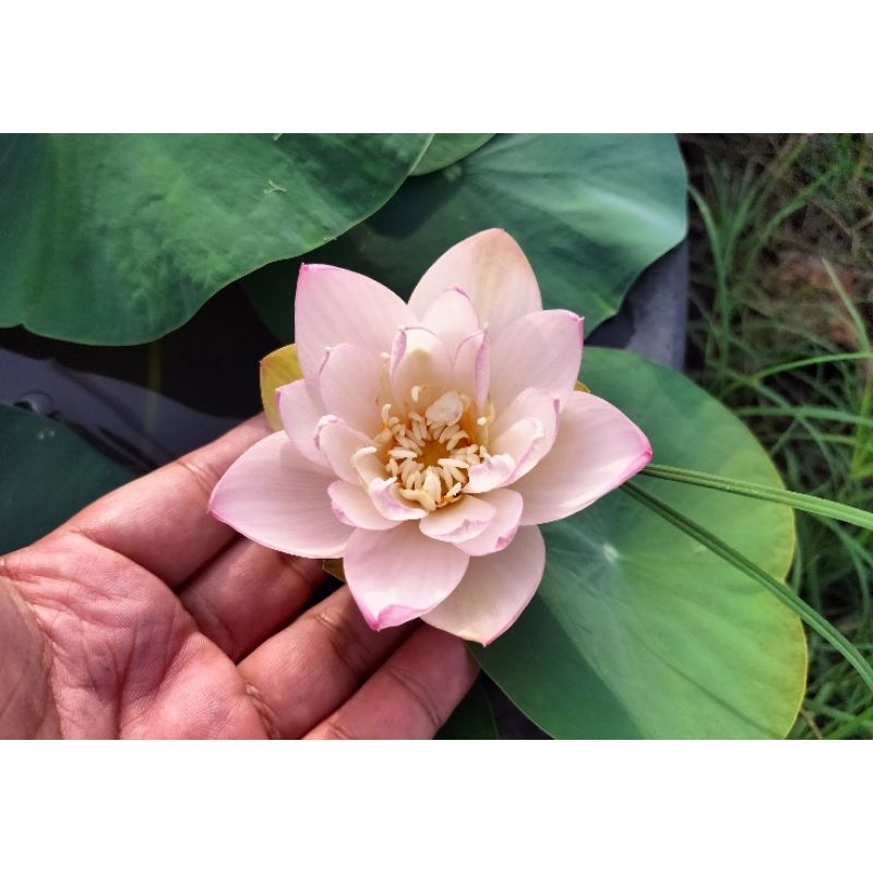 บัวหลวงGrandMaster.(s)บัวหลวงขนาดเล็ก