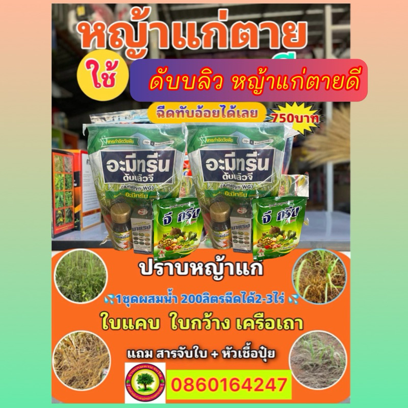 ดับบลิวจีหญ้าแก่หญ้ากอเครือเถาใบกว้างใบแคบไร่อ้อย