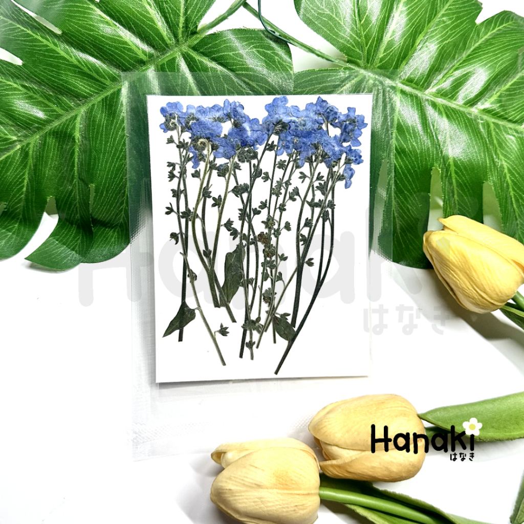 【พร้อมส่ง】 ดอกฟอร์เก็ทมีน็อตแบบก้านทับแห้ง forget me not ดอกไม้ทับแห้ง Pressed Flowers💐