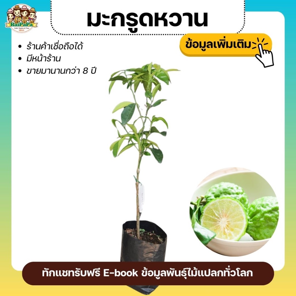 ต้นมะกรูดหวาน 80 ซม. หอม หวาน น้ำเยอะ รับประกัน เก็บเงินปลายทาง