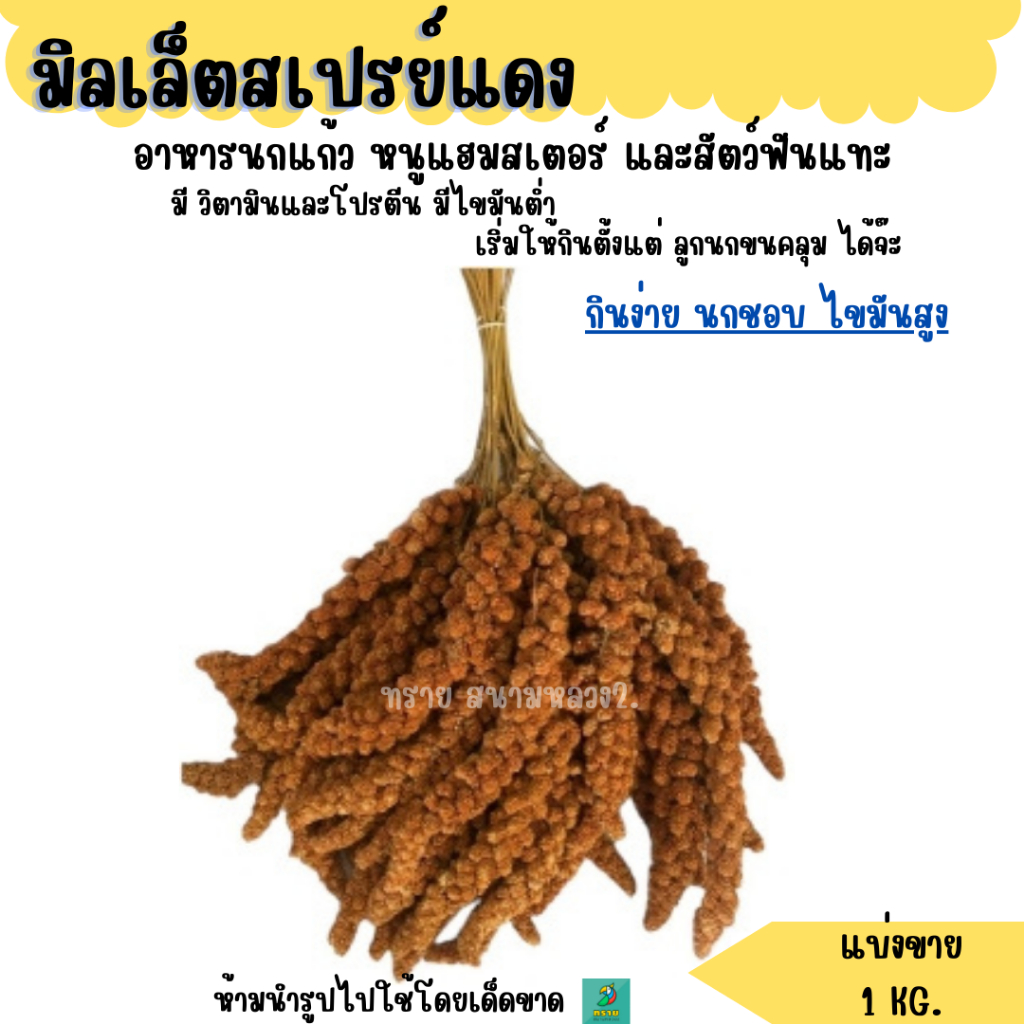 มิลเล็ตสเปรย์ (แบ่งขาย 1KG.)  อาหารนกแก้ว หนูแฮมสเตอร์ และสัตว์ฟันแทะ