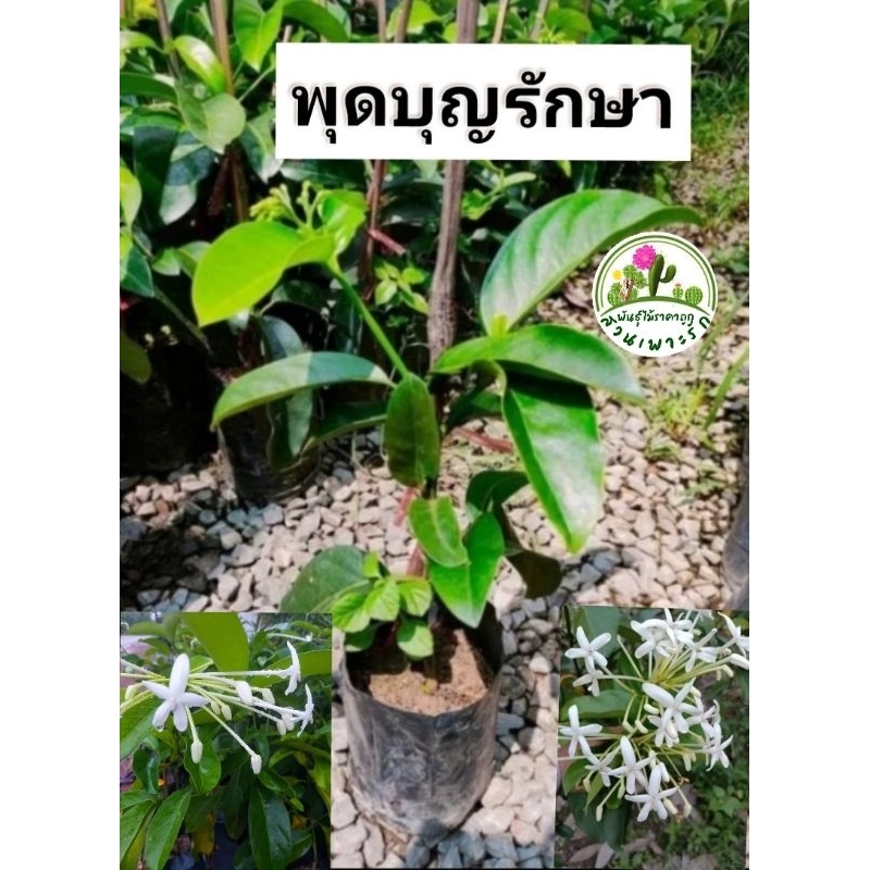 ต้นพุดบุญรักษา พุดบุญรักษา