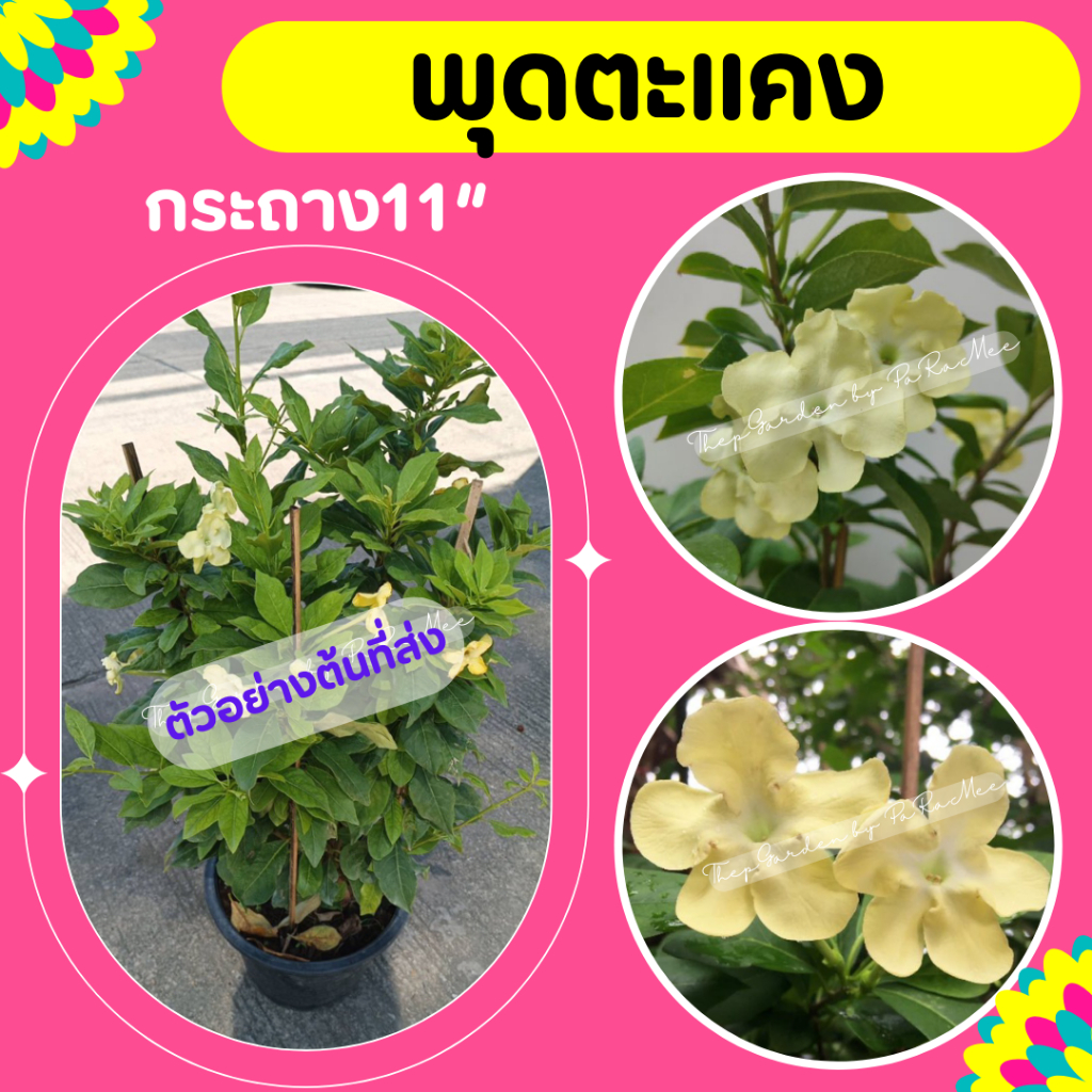 ต้นพุดตะแคง #พุดตะแคง กระถาง11"