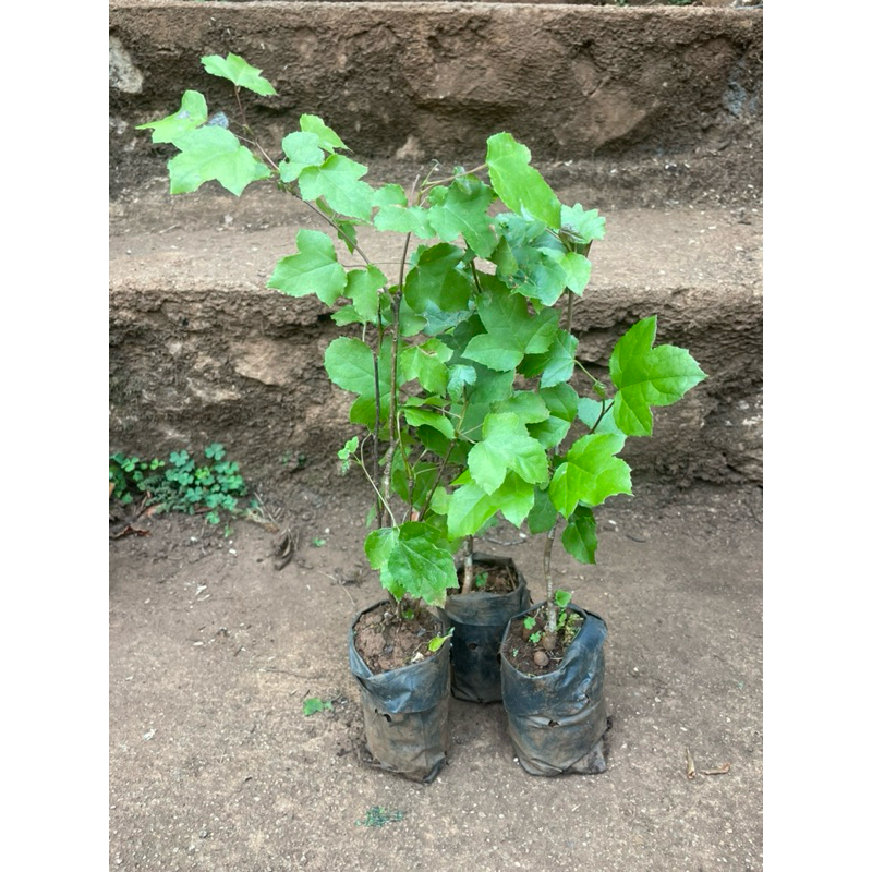 เมเปิ้ลไต้หวัน หรือเมเปิ้ลหอม (สวีทกัม Sweetgum) 1 เซต 3 ต้น และแบบต้นเดียว