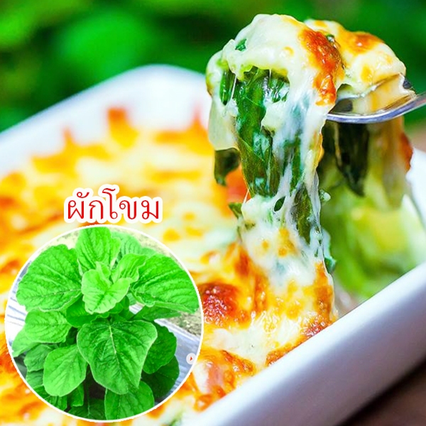ผักโขมอบชีส10แถม1!!ถูกที่สุด 10 บ.เมล็ดพันธุ์ผักโขมอบชีส