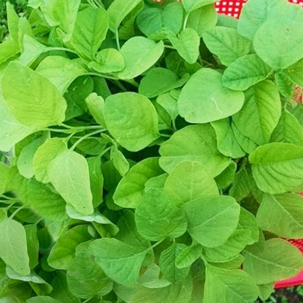 ผักโขมอบชีส10แถม1!!ถูกที่สุด 10 บ.เมล็ดพันธุ์ผักโขมอบชีส รูปที่ 4