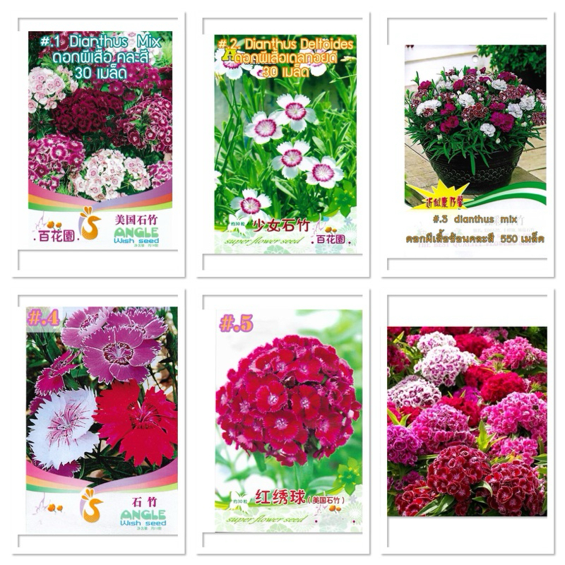 ปลูกง่าย200เมล็ด/ซอง เมล็ดพันธุ์ ดอกผีเสื้อ Mixed Colors Sweet William Dianthus Flower Seeds Dianthus Flower Plants Seed