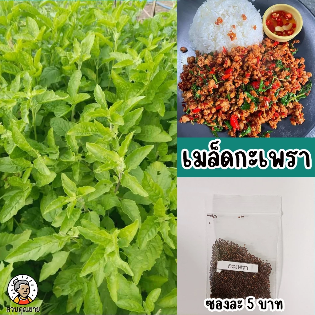 เมล็ดกะเพราเขียว ใบดก มีกลิ่นหอม เป็นที่นิยมใช้ทำผัดกระเพราะ ปลูกง่ายโตไว