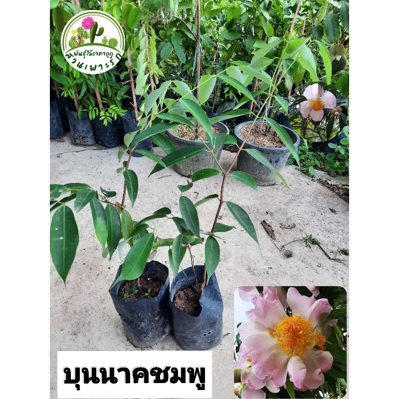 ต้นบุนนาค บุนนาคไม้โบราญ