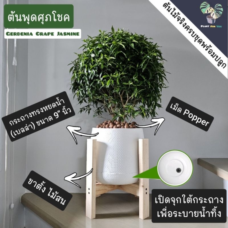 ต้นพุดศุภโชค (Gerdenia Crape Jasmine) ต้นใหญ่พุ่มกลม พร้อมกระถางครบชุดพร้อมปลูก