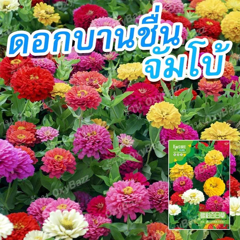 เมล็ดพันธุ์ดอกบานชื่นจัมโบ้ บานชื่นกลีบซ้อน คละสี 120เมล็ด Zinnia ต้นบานชื่นหลากสี