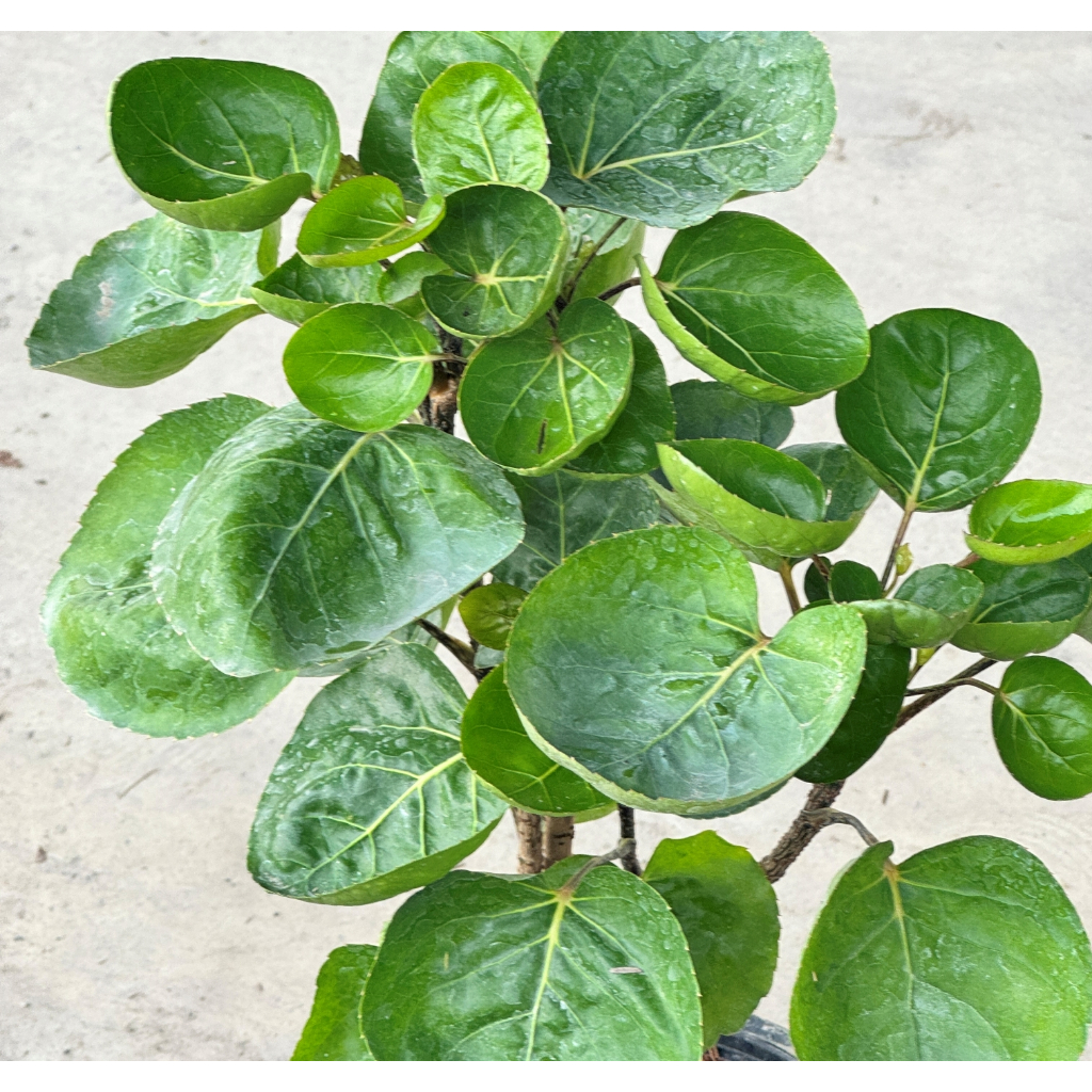 มุมมอง 2