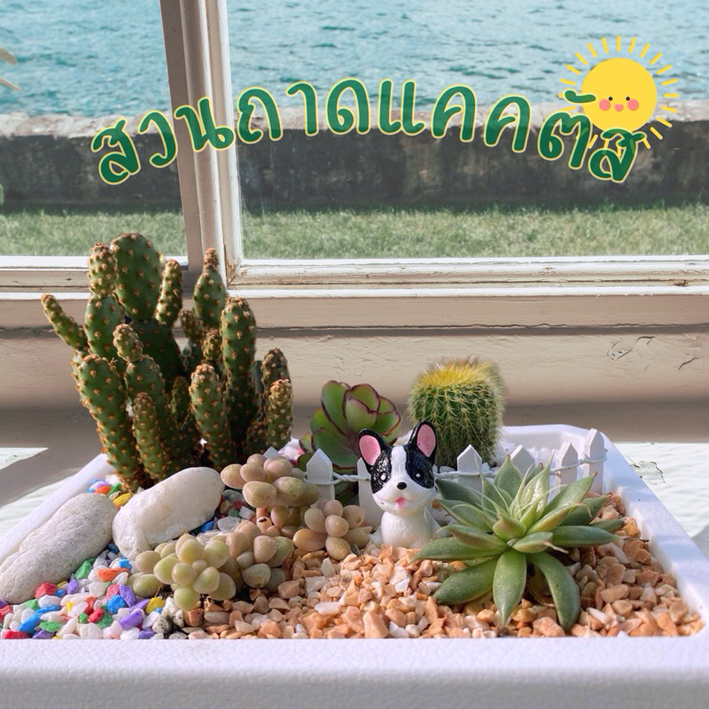 สวนถาด กระบองเพชร แคคตัส cactus garden ชุดจัดสวนถาด อุปกรณ์พร้อมจัดเอง