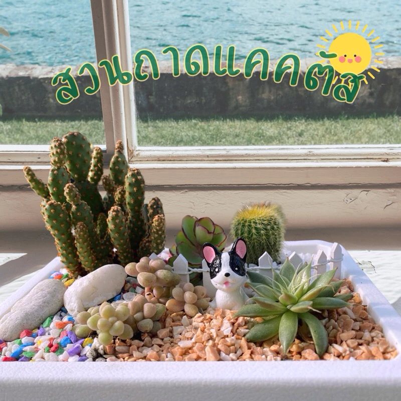 สวนถาด กระบองเพชร แคคตัส cactus garden ชุดจัดสวนถาด อุปกรณ์พร้อมจัดเอง