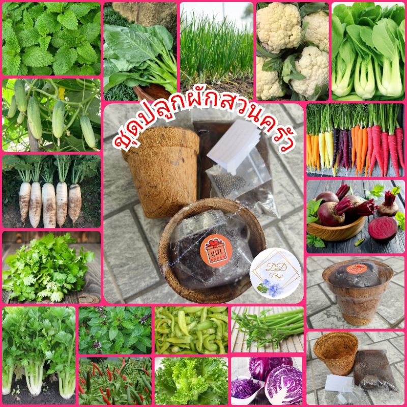 กระถางใยมะพร้าว ชุดปลูกผักสวนครัว ผักสลัด แครอท กระเพรา มะเขือ พริก กรีนโอ๊ค กรีนคอส โหระพา ผักชี