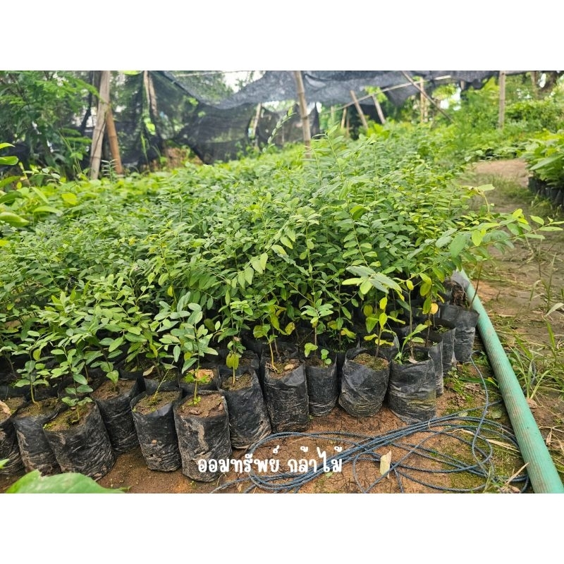 ต้นมะเกลือ 🌳ไม้เศรษฐกิจ เสียหายจากขนส่งเคลมฟรี