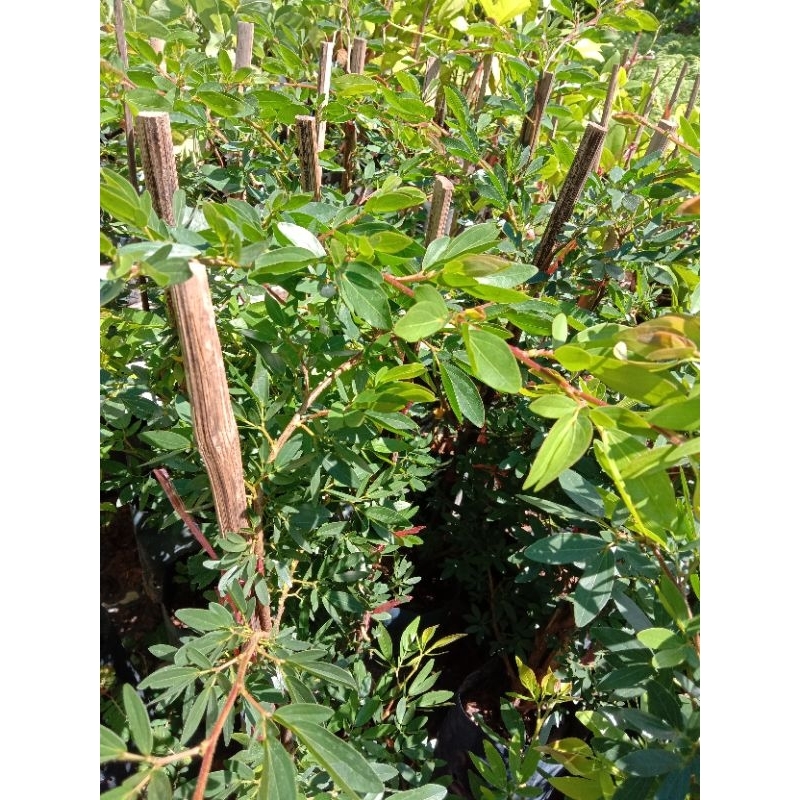 ต้นพู่นายพล/พู่จอมพลดอกสีชมพู/ขนาด70-80ซม.ปีเดียวติดดอก - รูปที่ 4