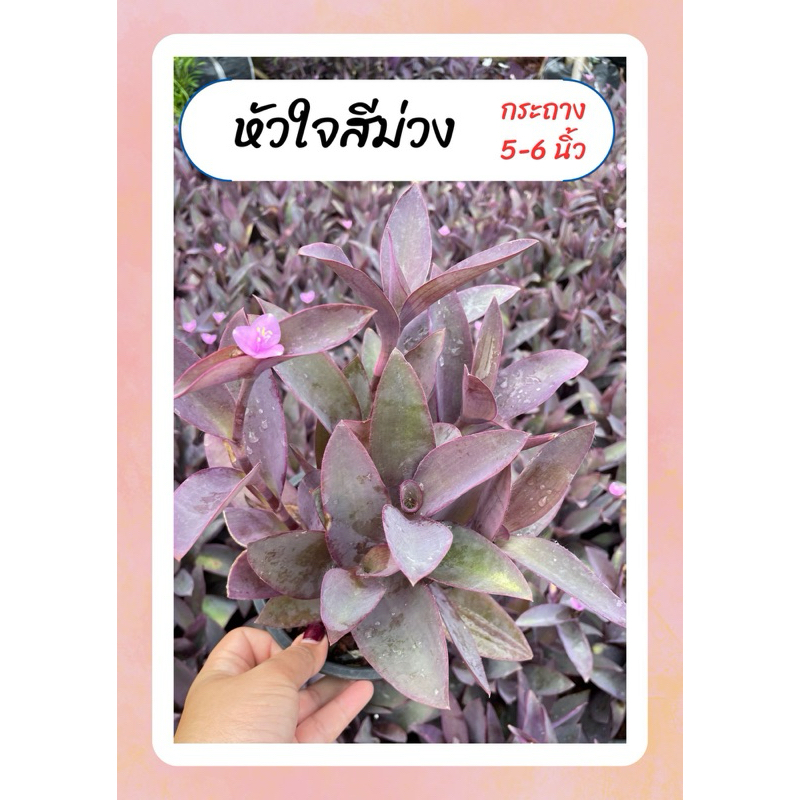 ต้นหัวใจสีม่วง หัวใจราหู ดอกสีชมพู ใบสีม่วง ทนแดด เลี้ยงง่าย กระถาง6นิ้ว
