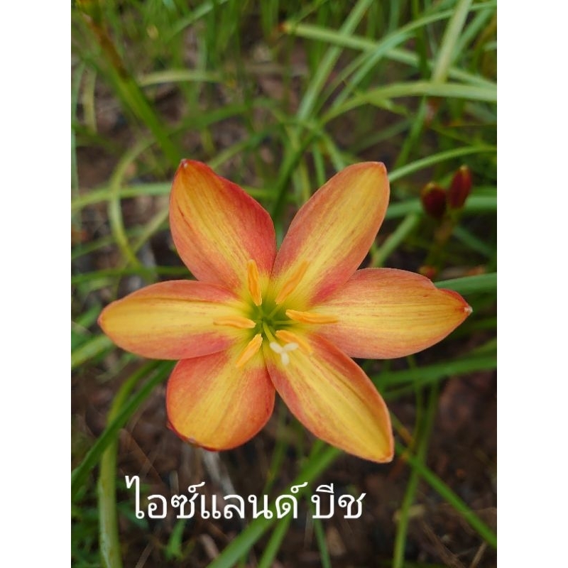บัวดินสีทูโทนเหลืองส้ม. z.Island breeze