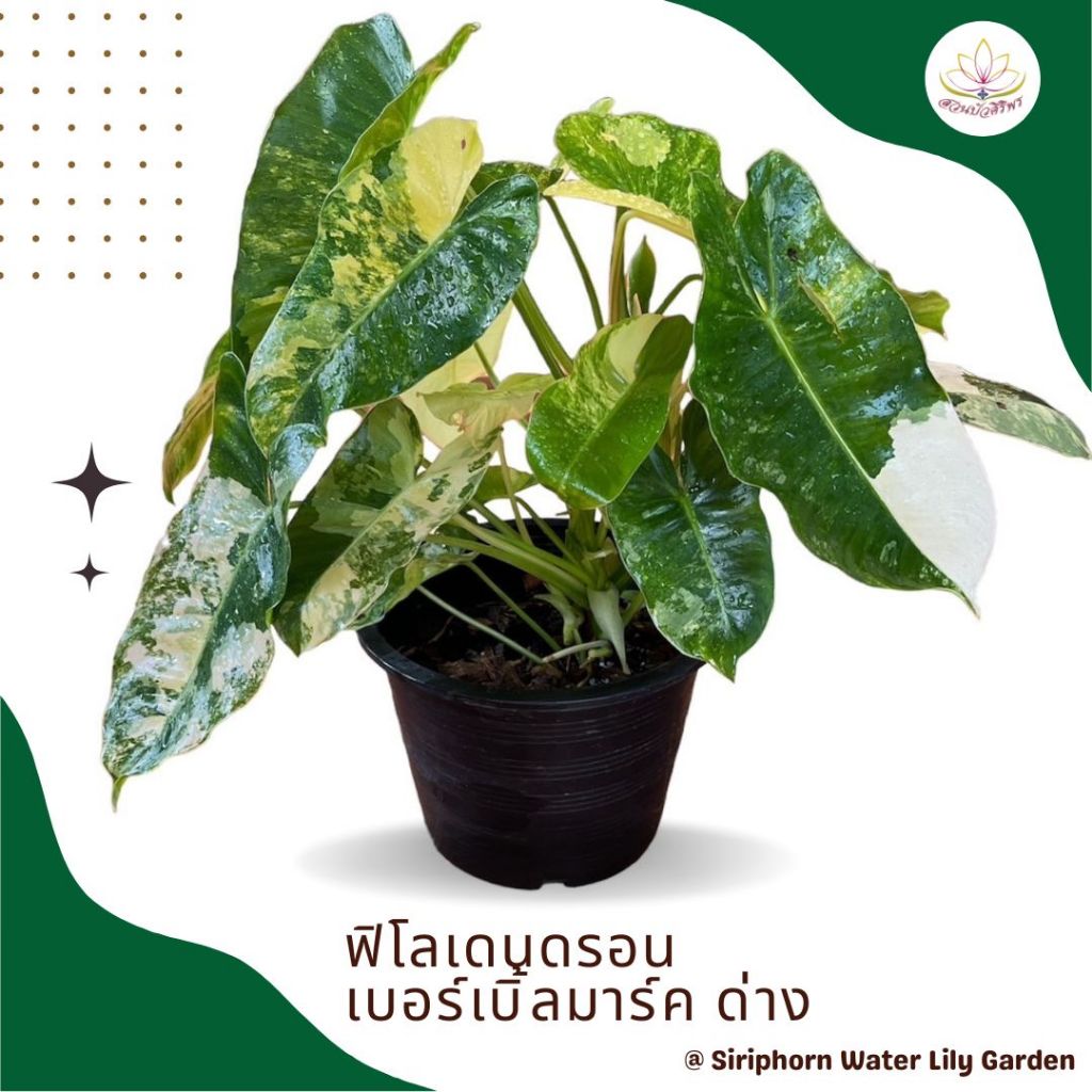 ฟิโลเบอร์เบิ้ลมาร์คด่าง ปลูกได้โดยไม่ใช้ดิน ตกแต่งบ้าน อาคาร หรือ คอนโด