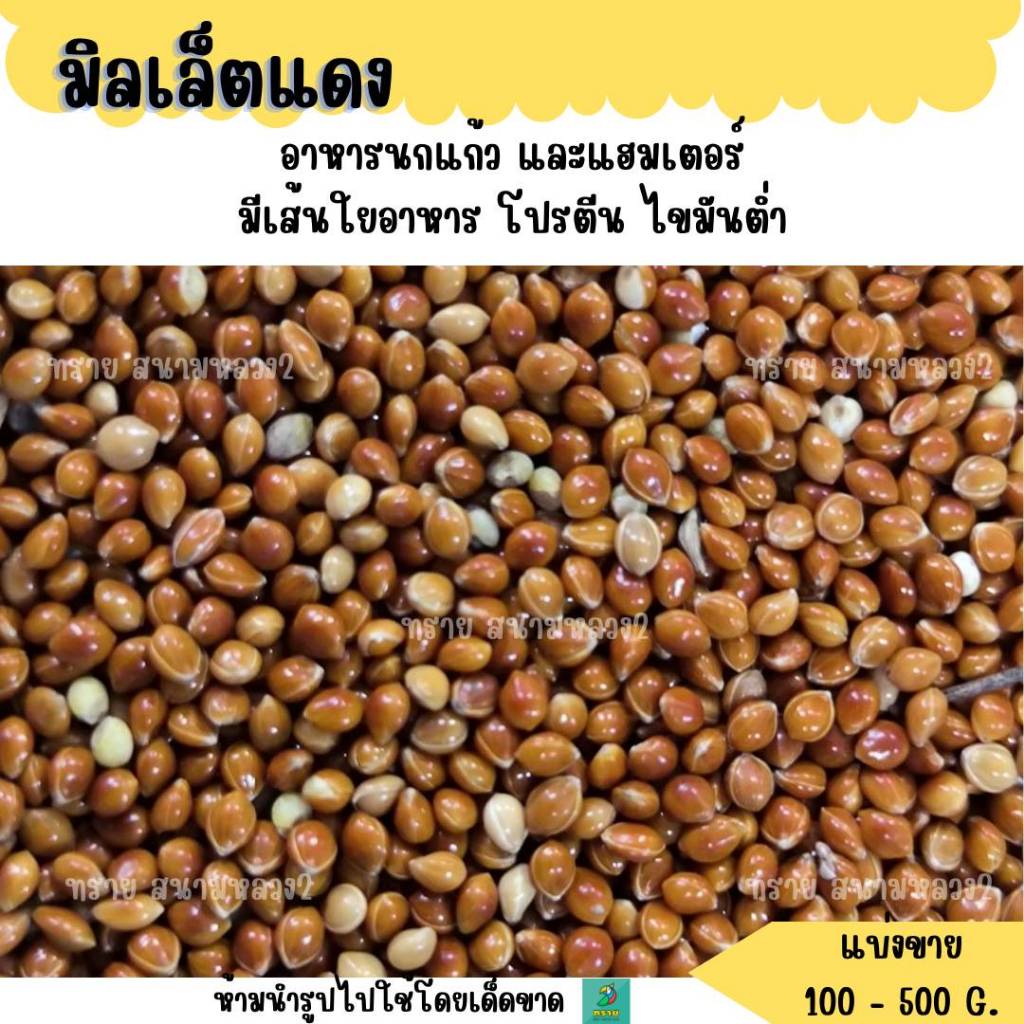 มิลเล็ตแดง (แบ่งขาย 200-500G.) อาหารนกหงส์หยก กระจอกชวา นกเขาเล็ก เขาชวา